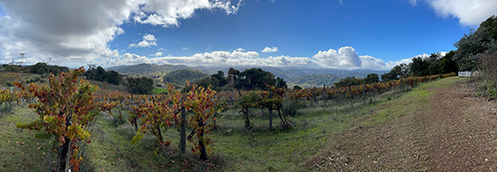Vineyard